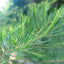 Tea Tree Oil